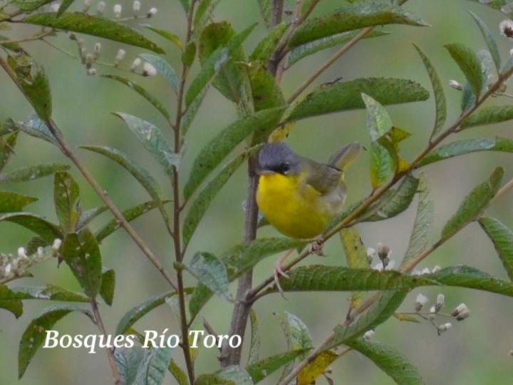 Geothlypis poliocephala