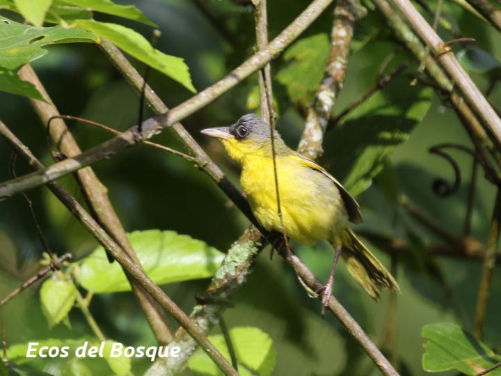 Geothlypis poliocephala