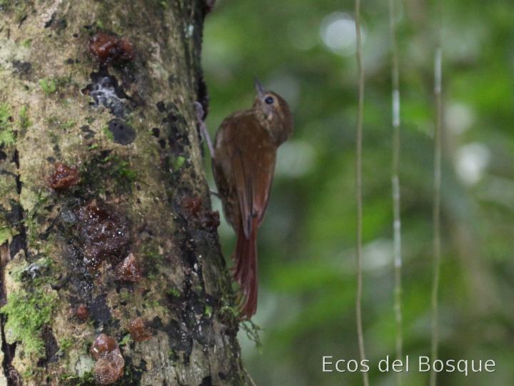 Glyphorhynchus spirurus (Trepadorcito pico de cuña) Glyphorhynchus spirurus (Trepadorcito pico de cuña)