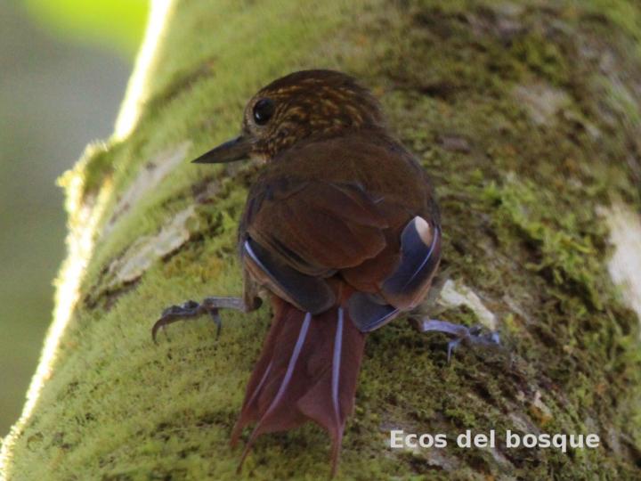Glyphorhynchus spirurus (Trepadorcito pico de cuña) Glyphorhynchus spirurus (Trepadorcito pico de cuña)