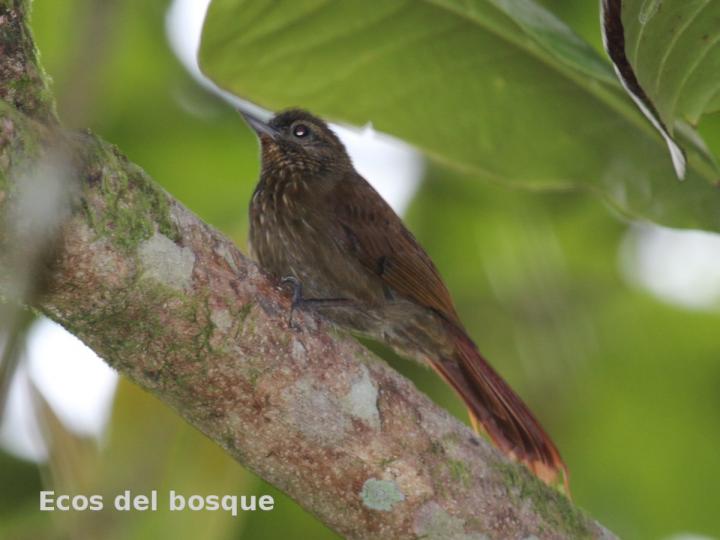Glyphorhynchus spirurus (Trepadorcito pico de cuña)