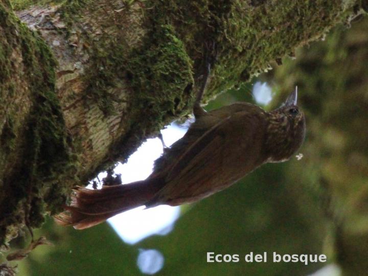 Glyphorhynchus spirurus (Trepadorcito pico de cuña) Glyphorhynchus spirurus (Trepadorcito pico de cuña)