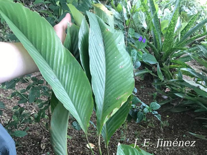 Goeppertia cleistantha