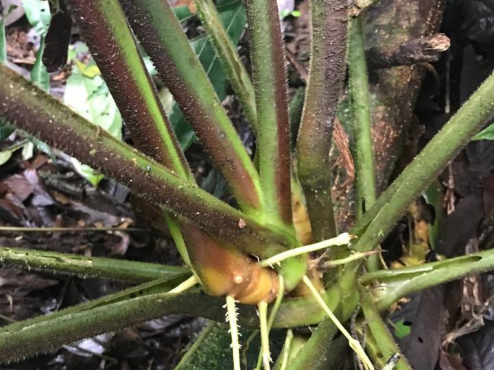 Goeppertia leucostachys