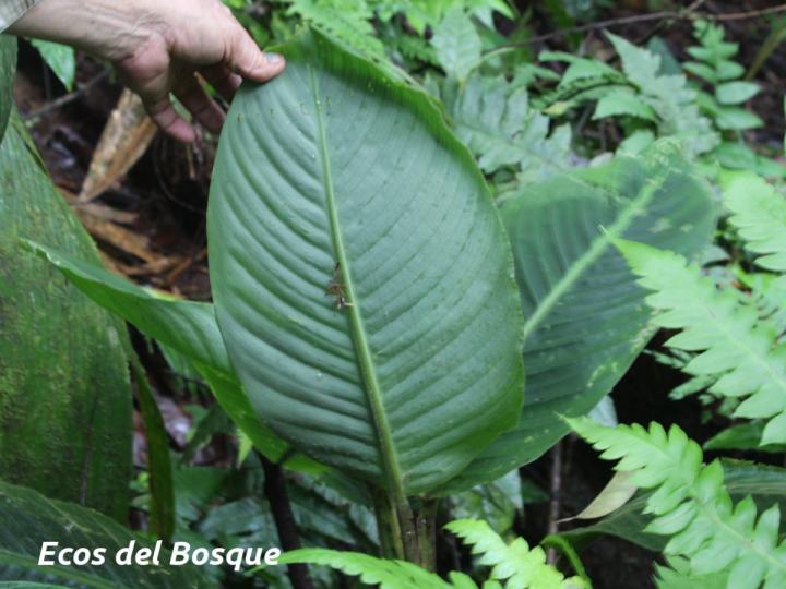 Goeppertia leucostachys