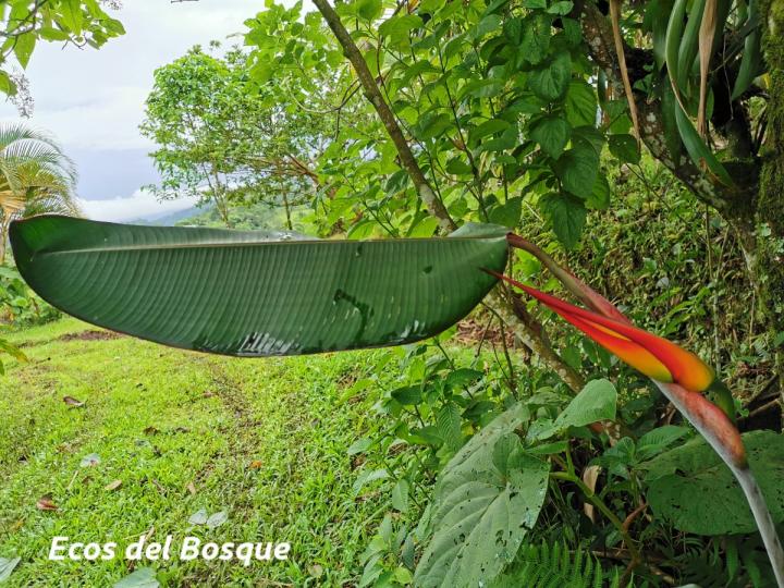 Heliconia latispatha