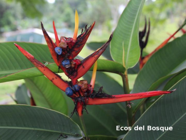 Heliconia mathiasiae