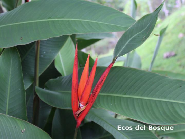 Heliconia mathiasiae
