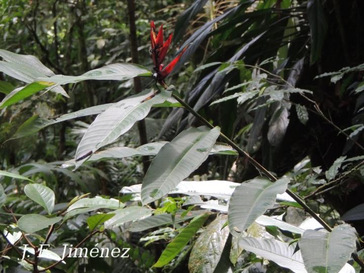 Heliconia mathiasiae