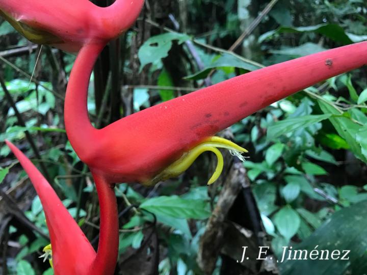 Heliconia trichocarpa