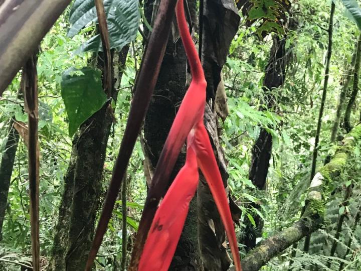Heliconia trichocarpa