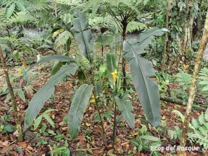 Heliconia umbrophilla