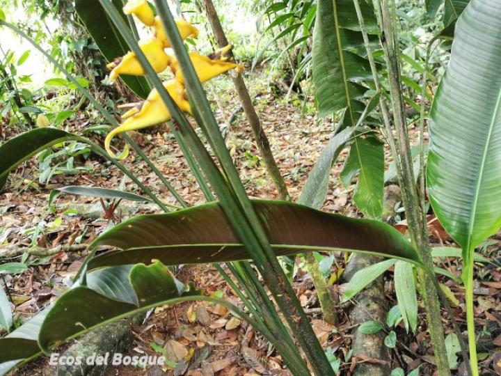 Heliconia umbrophilla