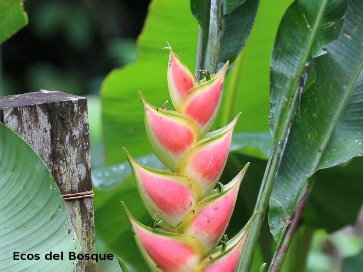 Heliconia wagneriana