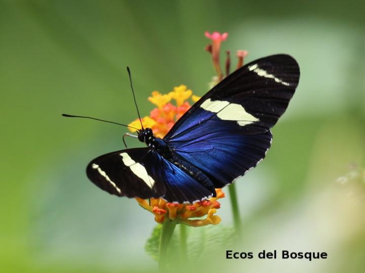 Heliconius sara fulgidus