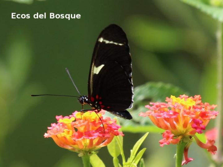 Heliconius sara fulgidus