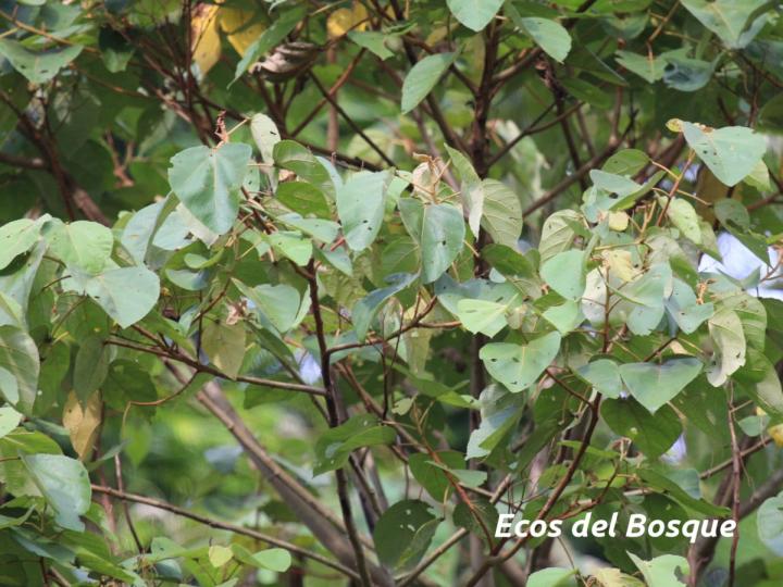 Heliocarpus appendiculatus