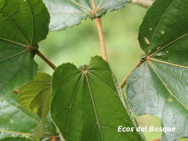 Heliocarpus appendiculatus