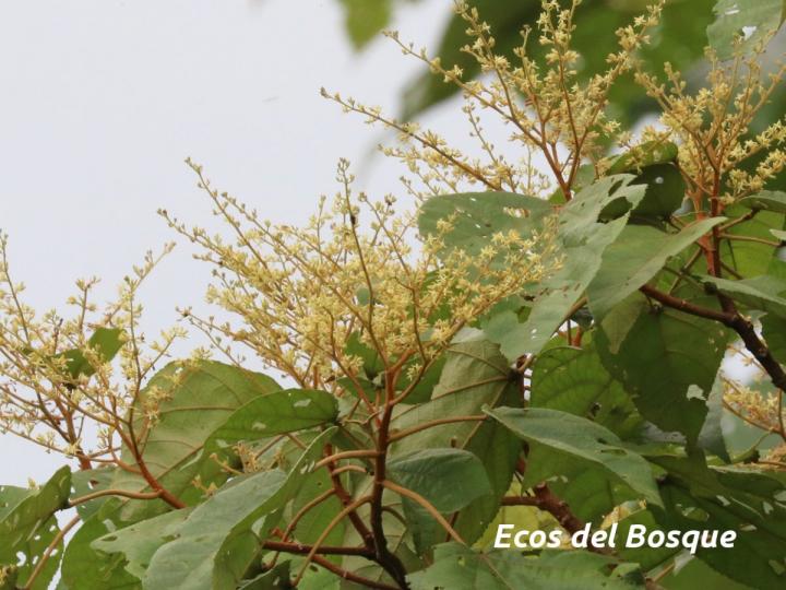 Heliocarpus appendiculatus