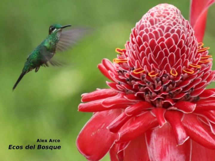 Heliodoxa jacula (Colibrí brillante frentiverde)