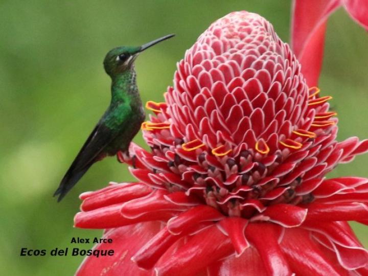 Heliodoxa jacula (Colibrí brillante frentiverde)