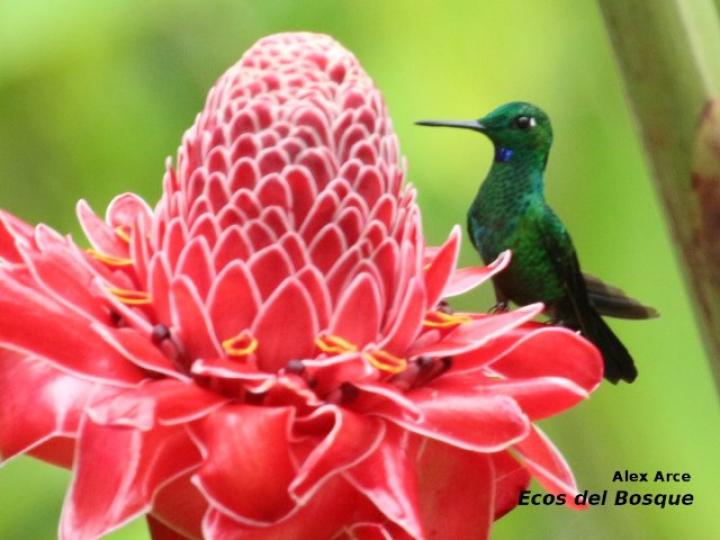 Heliodoxa jacula (Colibrí brillante frentiverde)