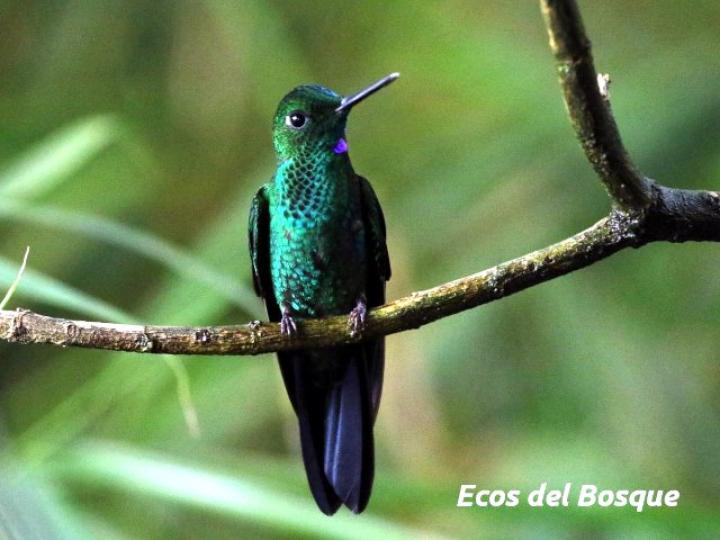 Heliodoxa jacula (Colibrí brillante frentiverde)