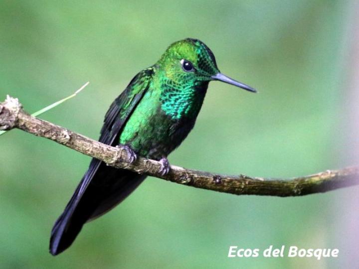 Heliodoxa jacula (Colibrí brillante frentiverde)