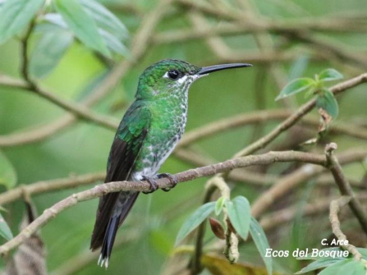 Heliodoxa jacula (Colibrí brillante frentiverde)