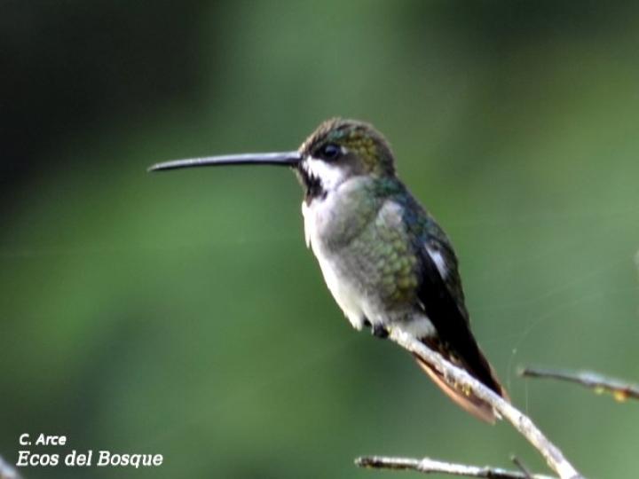 Heliomaster longirostris