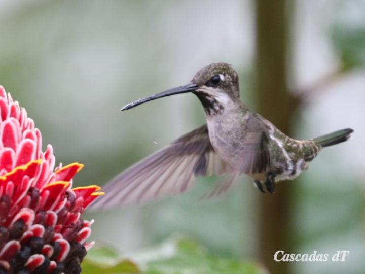 Heliomaster longirostris