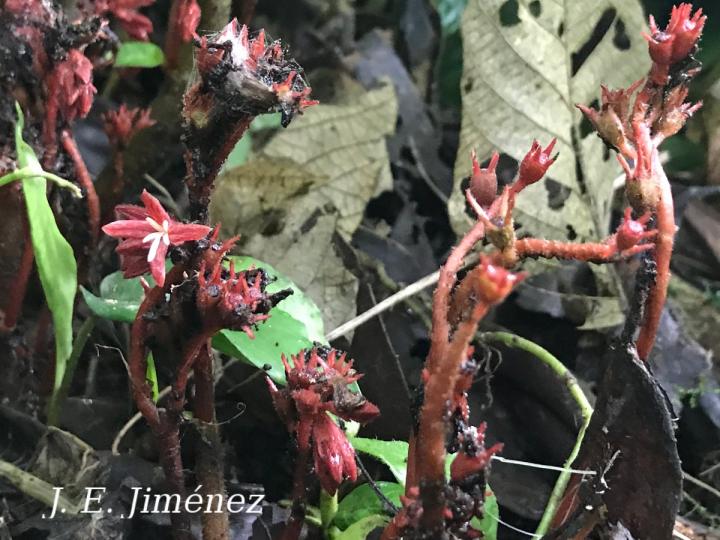 Hoffmannia liesneriana