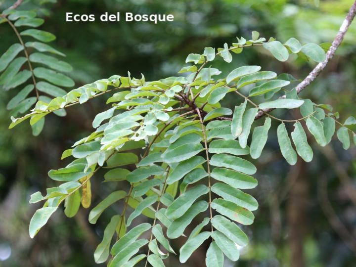 Hymenolobium mesoamericanum (Cola de pavo)