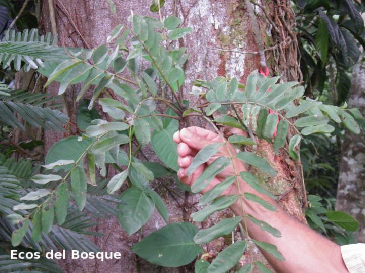 Hymenolobium mesoamericanum (Cola de pavo)