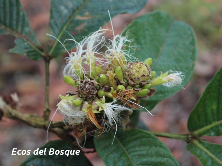 Inga spectabilis