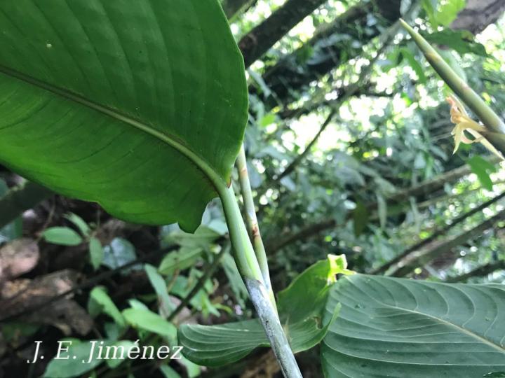 Ischnosiphon inflatus