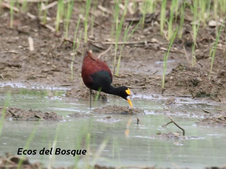 Jacana spinosa 