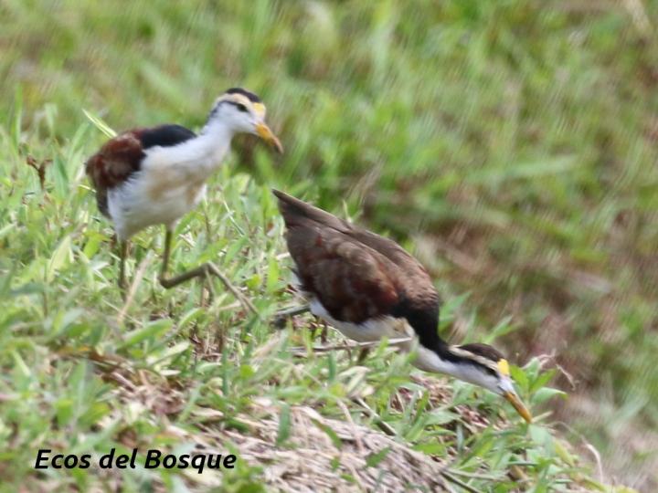 Jacana spinosa 