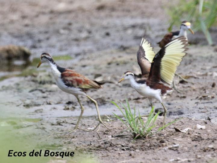 Jacana spinosa