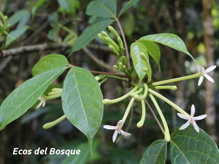 Jacaratia dolichaula