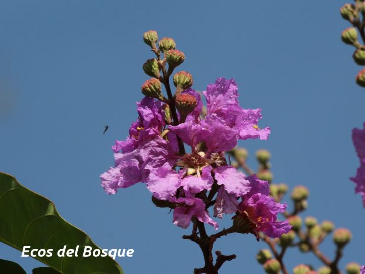Lagerstroemia speciosa (Orgullo de La India)