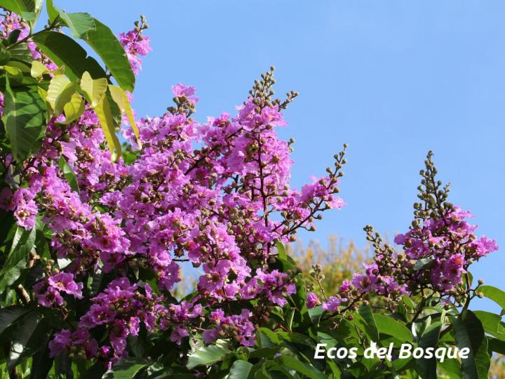 Lagerstroemia speciosa