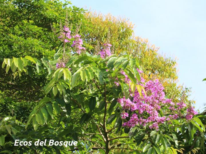 Lagerstroemia speciosa