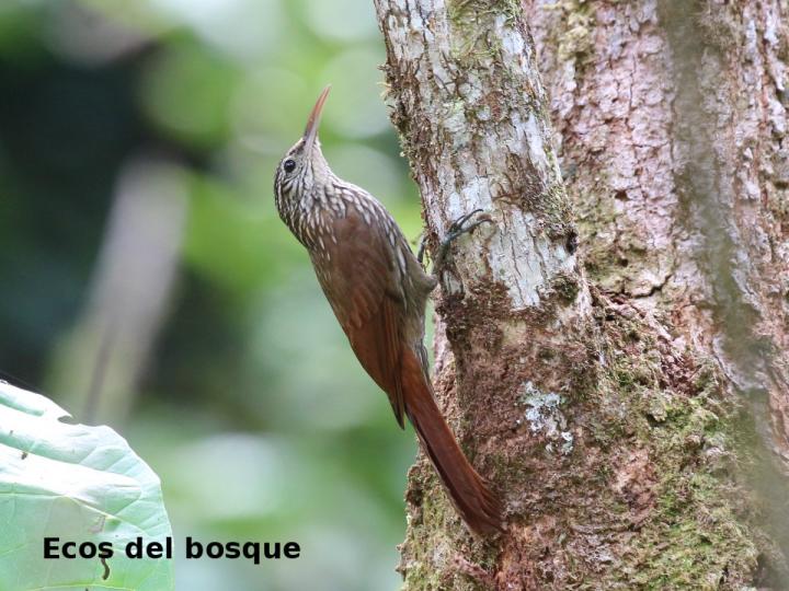 Lepidocolaptes souleyetil
