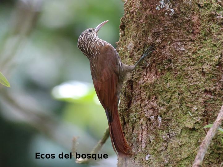 Lepidocolaptes souleyetil