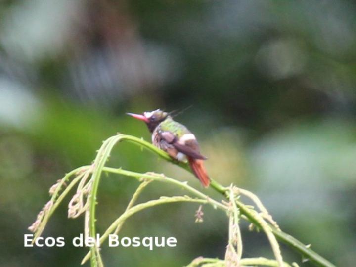 Lophornis adorabilis