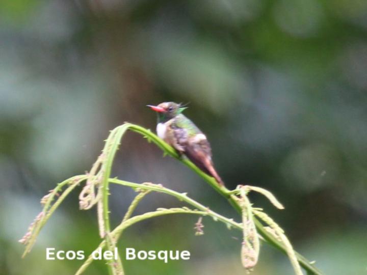 Lophornis adorabilis