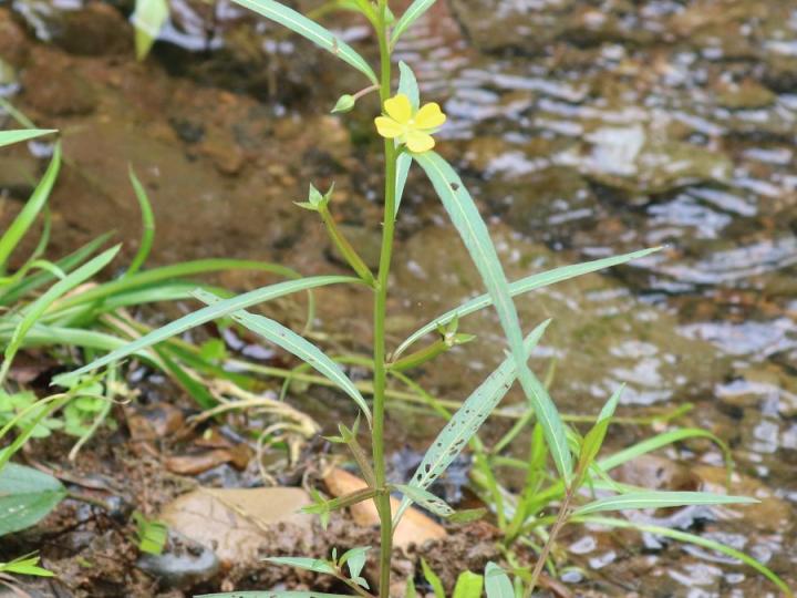 Ludwigia octovalvis