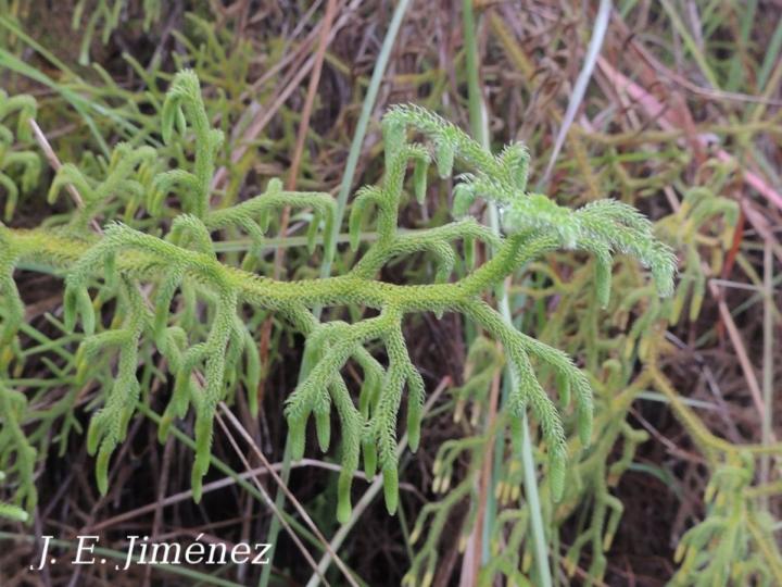 Lycopodiella cernua Lycopodiella cernua