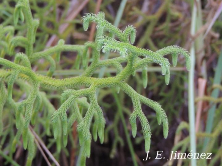 Lycopodiella cernua Lycopodiella cernua